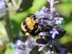Bombus borealis image