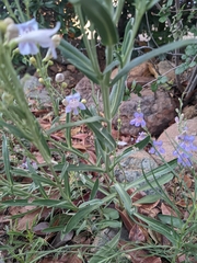 Penstemon