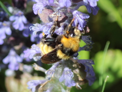 Bombus borealis image