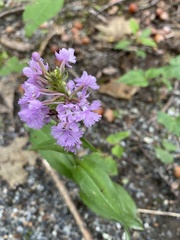 Platanthera psycodes