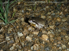 Hyla euphorbiacea