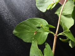 Lonicera × muendeniensis