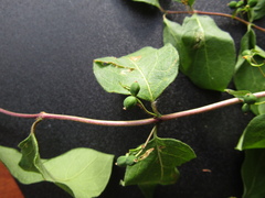 Lonicera × muendeniensis