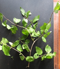 Lonicera × muendeniensis