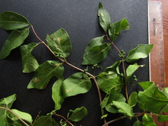 Lonicera × muendeniensis