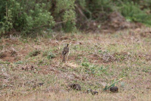 Abyssinian Longclaw (Macronyx flavicollis), photo 4