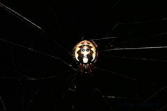 Araneus ejusmodi
