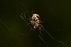 Araneus ejusmodi