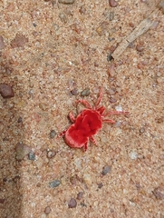 Dinothrombium