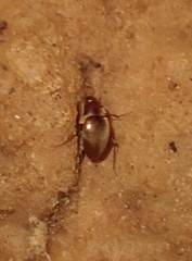 Troglodromus bucheti