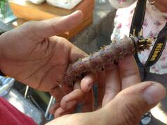 Citheronia splendens sinaloensis