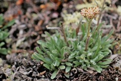 Antennaria friesiana
