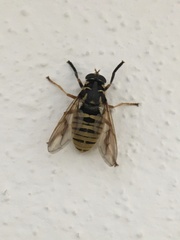 Temnostoma vespiforme