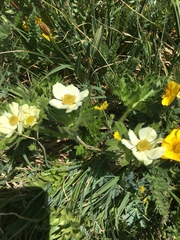 Anemonastrum zephyrum