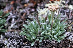Antennaria friesiana
