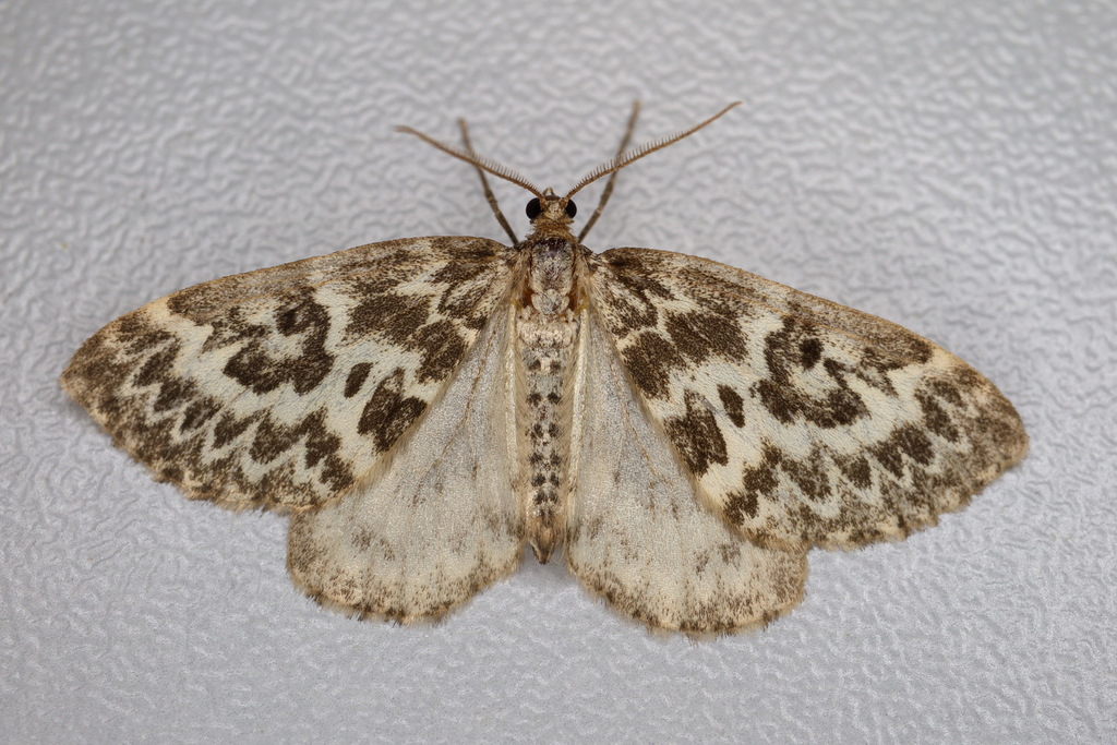 Heterothera serraria