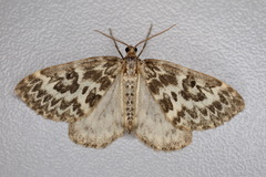 Heterothera serraria