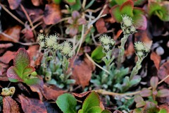 Antennaria friesiana