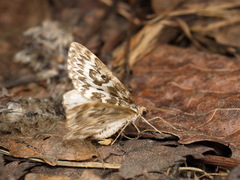 Heterothera serraria