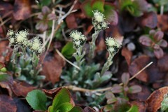 Antennaria friesiana