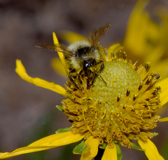 Bombus cockerelli