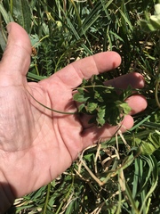 Anemonastrum zephyrum