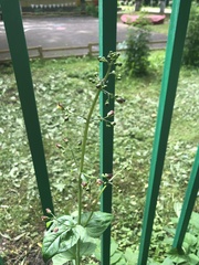 Scrophularia nodosa