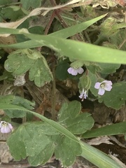 Geranium rotundifolium