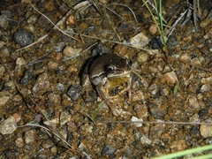 Hyla euphorbiacea