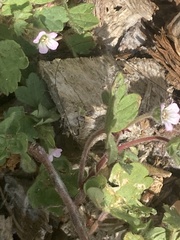 Geranium rotundifolium