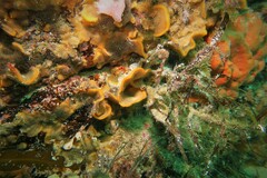 Steginoporella chartacea