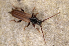 Tetropium castaneum