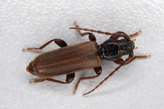 Tetropium castaneum