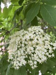 Sambucus nigra