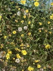 Senecio squalidus