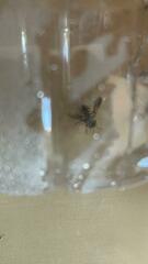 Anthidium florentinum