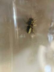 Anthidium florentinum