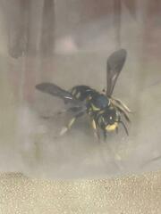 Anthidium florentinum