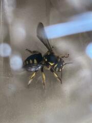 Anthidium florentinum