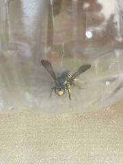 Anthidium florentinum