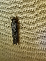 Holocola melanographa