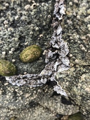 Chamberlainium tumidum