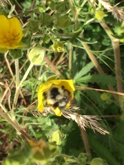 Bombus melanopygus
