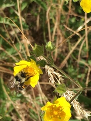 Bombus melanopygus