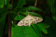 Nosophora