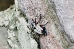 Dicronocephalus adamsi