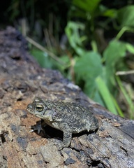 Rhinella bergi