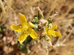 Hypericum tomentosum