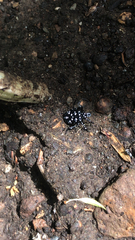 Lycorma delicatula