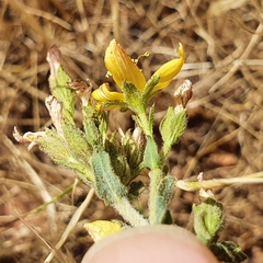 Hypericum tomentosum
